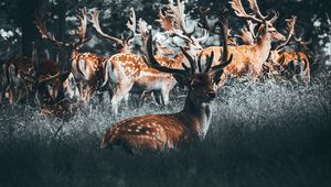 Preview wallpaper deers, deer, antlers, herd, forest