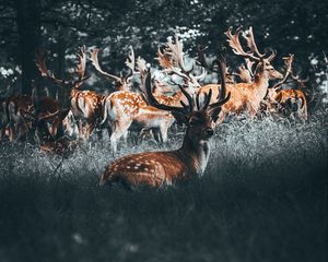 Preview wallpaper deers, deer, antlers, herd, forest