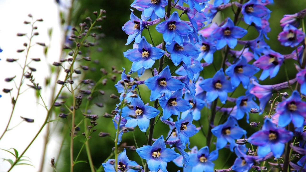 Wallpaper delphinium, flowers, bright, blue, close-up