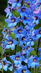 Preview wallpaper delphinium, flowers, bright, blue, close-up