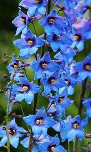 Preview wallpaper delphinium, flowers, bright, blue, close-up