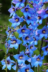 Preview wallpaper delphinium, flowers, bright, blue, close-up