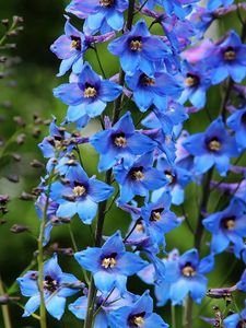 Preview wallpaper delphinium, flowers, bright, blue, close-up