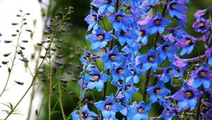 Preview wallpaper delphinium, flowers, bright, blue, close-up