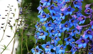 Preview wallpaper delphinium, flowers, bright, blue, close-up