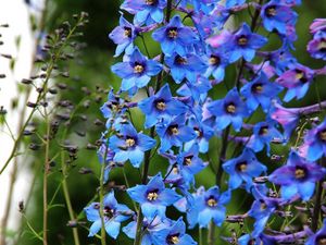 Preview wallpaper delphinium, flowers, bright, blue, close-up