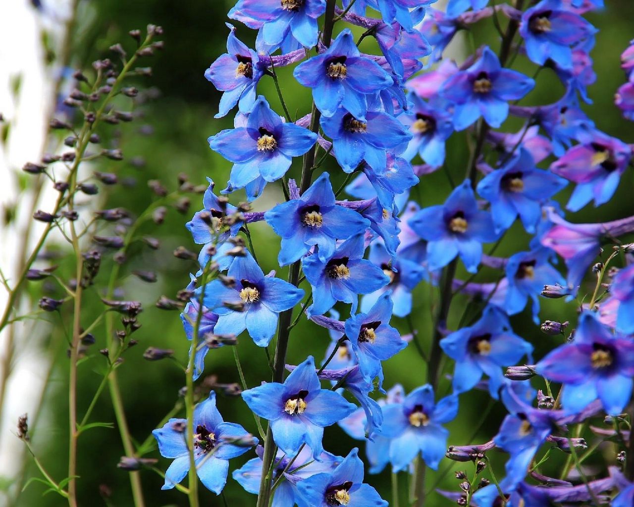 Download wallpaper 1280x1024 delphinium, flowers, bright, blue, close-up  standard 5:4 hd background