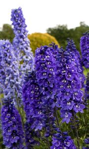 Preview wallpaper delphinium, flowers, fields, green