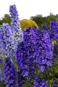 Preview wallpaper delphinium, flowers, fields, green