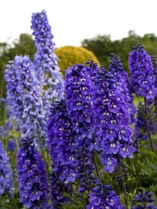 Preview wallpaper delphinium, flowers, fields, green