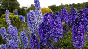 Preview wallpaper delphinium, flowers, fields, green