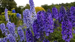 Preview wallpaper delphinium, flowers, fields, green