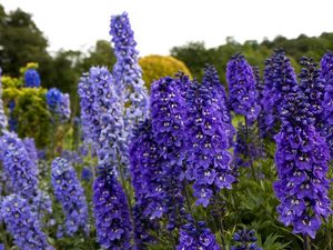 Preview wallpaper delphinium, flowers, fields, green