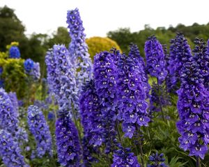 Preview wallpaper delphinium, flowers, fields, green