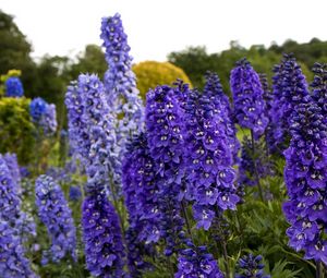 Preview wallpaper delphinium, flowers, fields, green