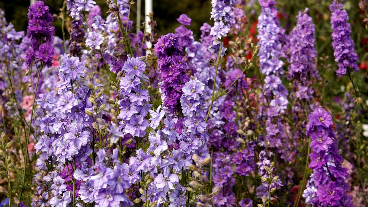 Wallpaper delphinium, flowers, lilac, tall, meadow