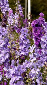 Preview wallpaper delphinium, flowers, lilac, tall, meadow