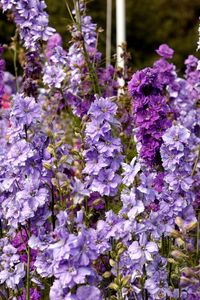 Preview wallpaper delphinium, flowers, lilac, tall, meadow