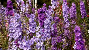 Preview wallpaper delphinium, flowers, lilac, tall, meadow
