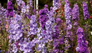 Preview wallpaper delphinium, flowers, lilac, tall, meadow