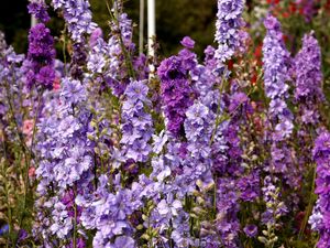 Preview wallpaper delphinium, flowers, lilac, tall, meadow