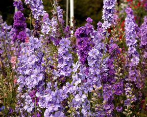 Preview wallpaper delphinium, flowers, lilac, tall, meadow