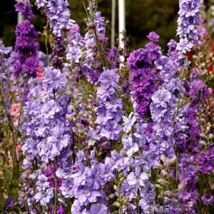 Preview wallpaper delphinium, flowers, lilac, tall, meadow