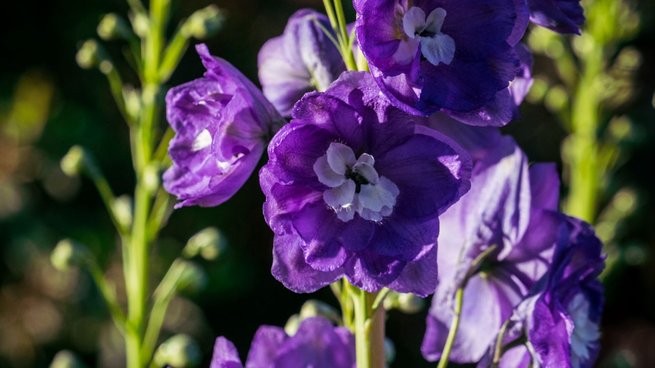 Wallpaper delphinium, flowers, petals, purple