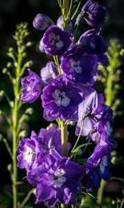 Preview wallpaper delphinium, flowers, petals, purple