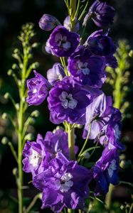 Preview wallpaper delphinium, flowers, petals, purple