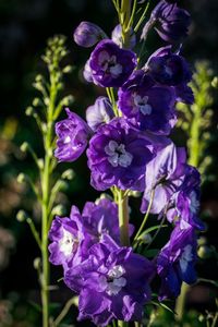 Preview wallpaper delphinium, flowers, petals, purple