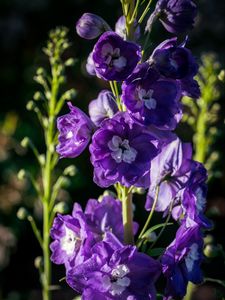 Preview wallpaper delphinium, flowers, petals, purple