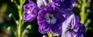 Preview wallpaper delphinium, flowers, petals, purple