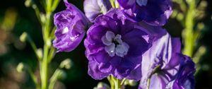 Preview wallpaper delphinium, flowers, petals, purple