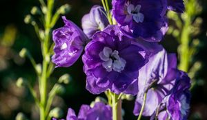 Preview wallpaper delphinium, flowers, petals, purple