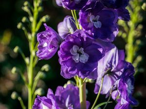 Preview wallpaper delphinium, flowers, petals, purple