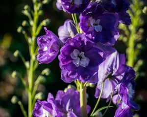 Preview wallpaper delphinium, flowers, petals, purple