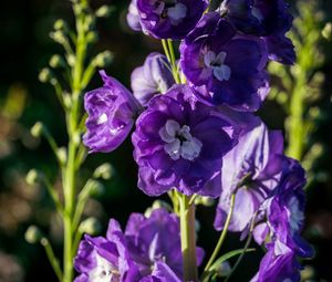 Preview wallpaper delphinium, flowers, petals, purple