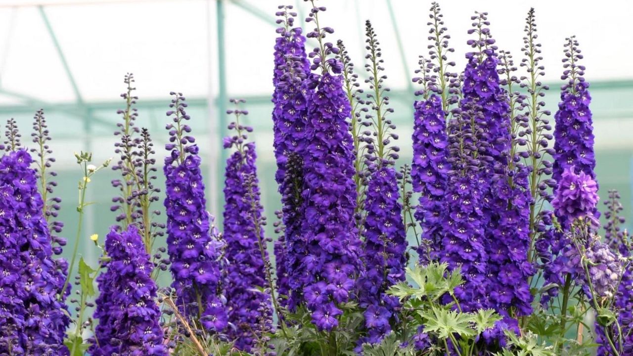 Wallpaper delphinium, flowers, purple, bright, green