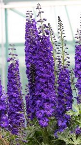 Preview wallpaper delphinium, flowers, purple, bright, green