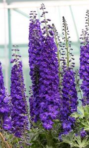 Preview wallpaper delphinium, flowers, purple, bright, green