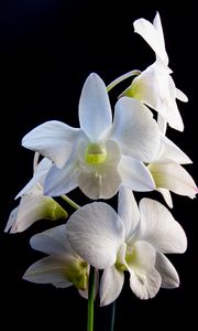 Preview wallpaper dendrobium, flowers, white, petals, black background