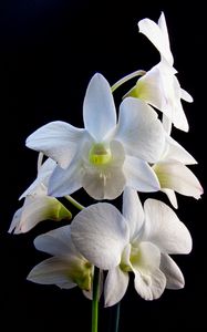 Preview wallpaper dendrobium, flowers, white, petals, black background