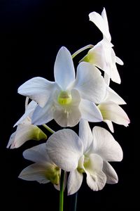 Preview wallpaper dendrobium, flowers, white, petals, black background