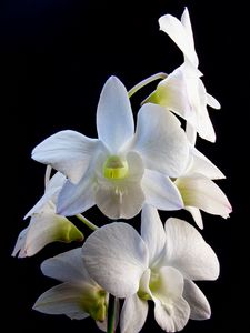 Preview wallpaper dendrobium, flowers, white, petals, black background