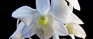 Preview wallpaper dendrobium, flowers, white, petals, black background