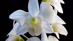 Preview wallpaper dendrobium, flowers, white, petals, black background