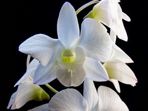 Preview wallpaper dendrobium, flowers, white, petals, black background