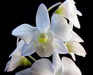 Preview wallpaper dendrobium, flowers, white, petals, black background