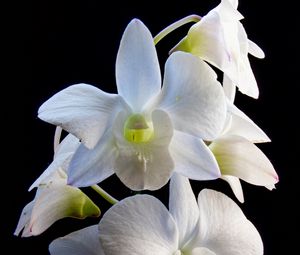 Preview wallpaper dendrobium, flowers, white, petals, black background